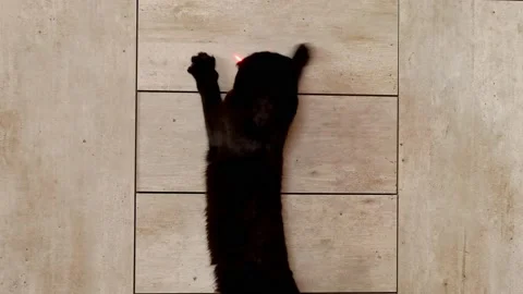 Cat and glowing dot. Black cat playing with a laser pointer Stock Footage 180902452