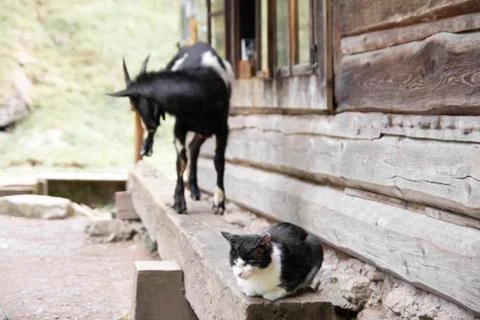 Cat and goat on the farm Stock Photos