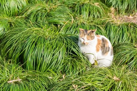 Cat and grass Stock Photos