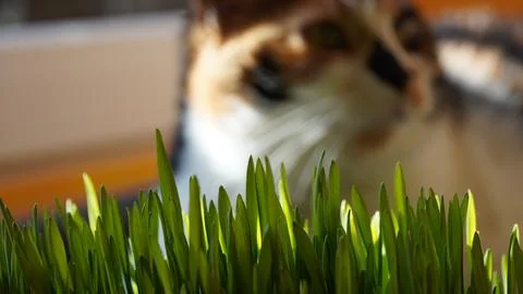 Cat and grass Stock Photos