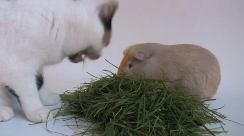 Cat eating guinea clearance pig