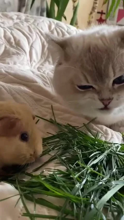 Cat and guinea pig Stock Footage 253259037