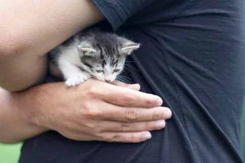 Cat and hand Stock Photos