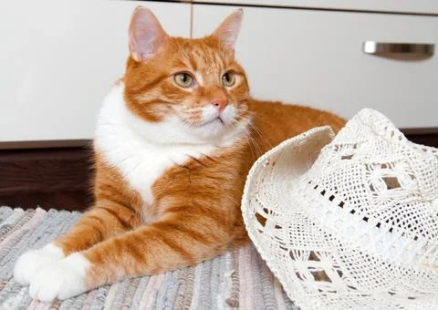 Cat and hat Stock Photos