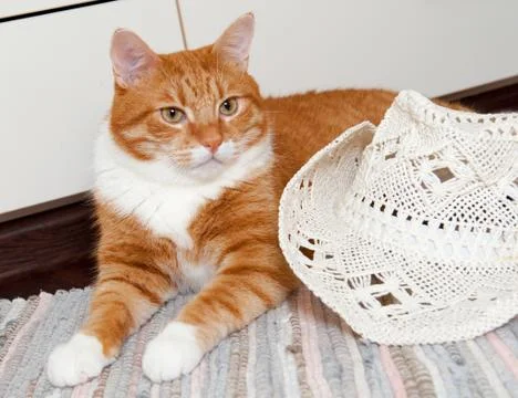 Cat and hat Foto stock