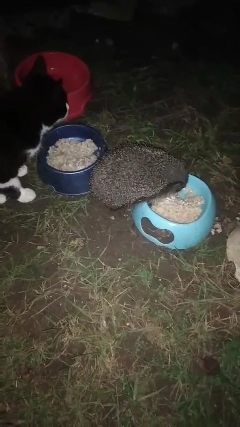 Cat and hedgehog Video stock 226406418