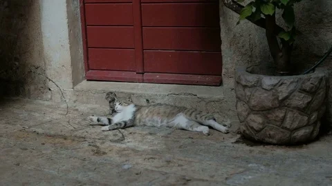 Cat and her kitty lay on the street near the home with red door. Stock Footage 78203920