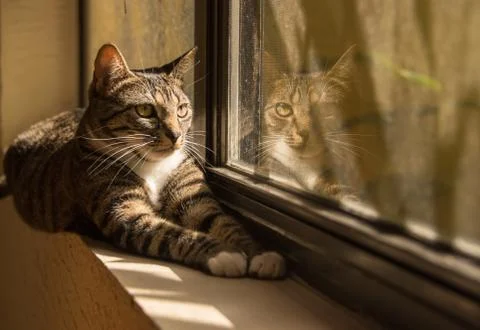 Cat And Her Reflection Foto stock