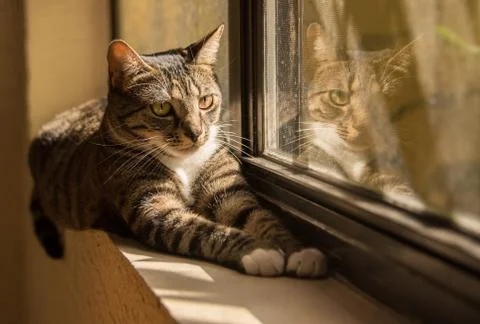 Cat And Her Reflection Foto stock