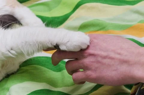 Cat and Human Stock Photos
