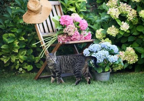 Cat and hydrangea flowers Stock Photos