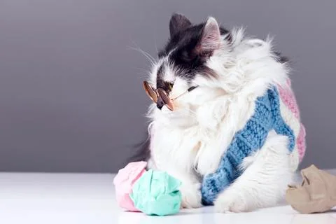 Cat and ideas Stock Photos