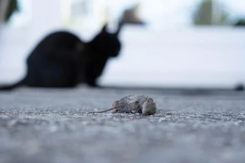 Cat and its prey, mouse Stock-Fotos