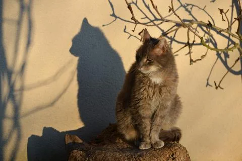 Cat and its shadow projected on a wall Photos