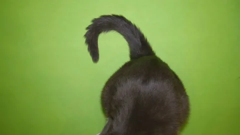 Cat and it's tail. Stock Footage 122388730