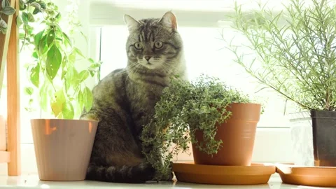 Cat and kitchen plants closeup. Pet safe plants concept. Stock Footage 301982749