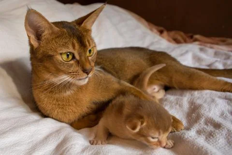 The cat and kitten of the Abyssinian breed lie on a white blanket. Stock Photos