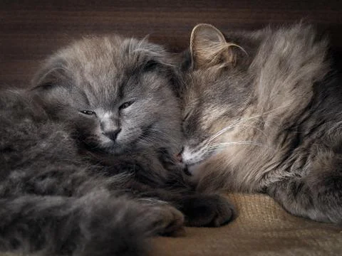 Cat and kitten are sleeping together. gray cats, fluffy. Lovely pets love eac Stock Photos
