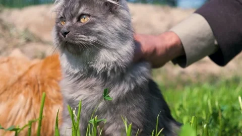 Cat and kitten. Cat close up. Beautiful cat playing. Stock Footage 342610048