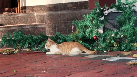 Cat and kitten energetically play outdoors near a fallen Christmas tree. Vídeos de archivo 299683578