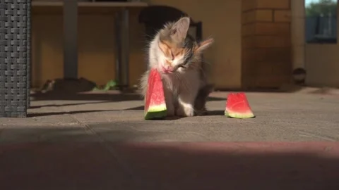 Cat and kitten enjoying watermelon and summertime Stock Footage 276260153