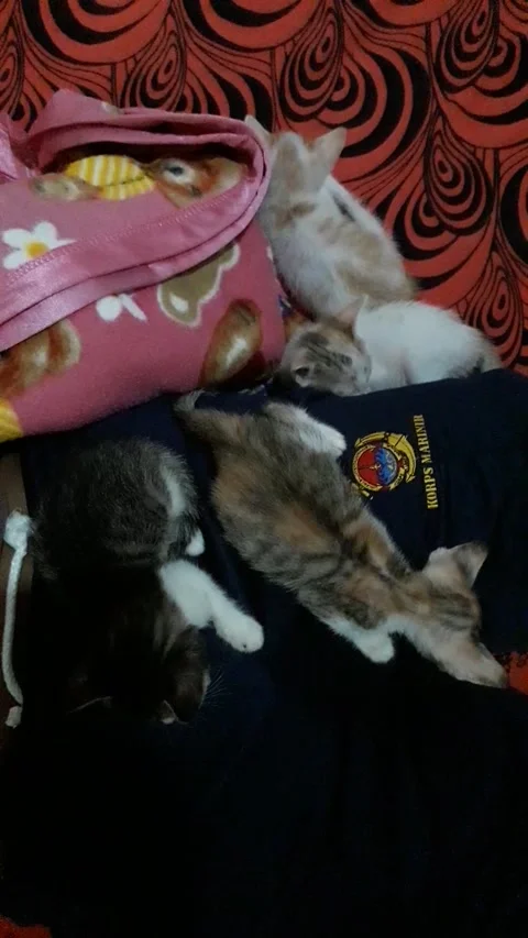 Cat and Kitten Video stock 220137690