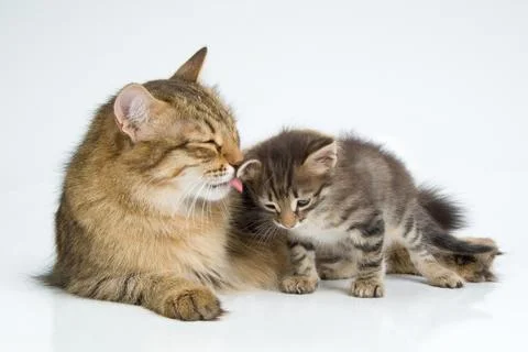 Cat And Kitten Stock Photos
