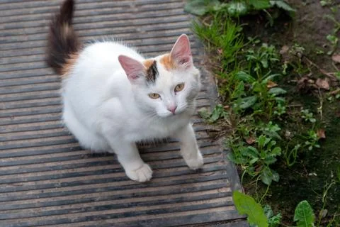 Cat and kitten play in the village Stock-Fotos