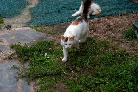 Cat and kitten play in the village Stock Photos
