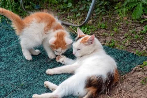 Cat and kitten play in the village Stock Photos
