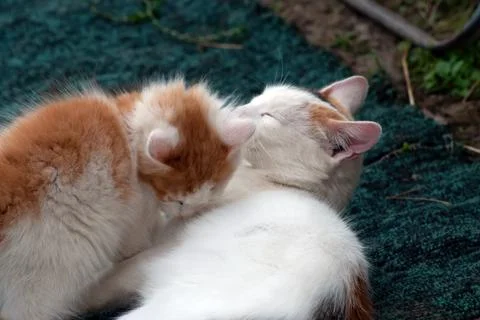 Cat and kitten play in the village Stock Photos