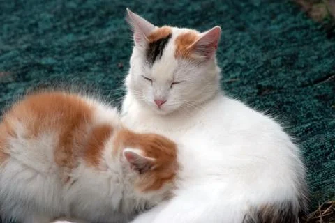 Cat and kitten play in the village Stock Photos