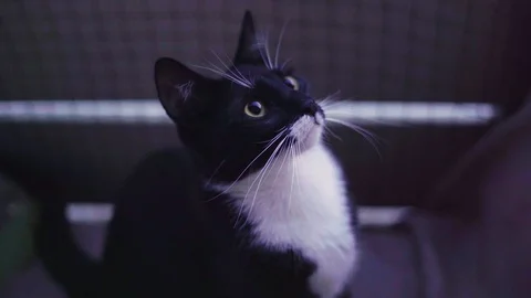 Cat and kitten playing in 4K - close up Video stock 90777656