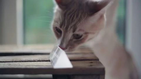 Cat and kitten playing in 4K - close up Video stock 90777660