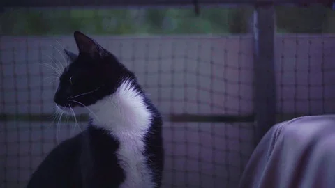 Cat and kitten playing in 4K - close up evening Video stock 90777671