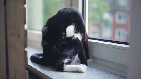 Cat and kitten playing in 4K - close up Video stock 90777696