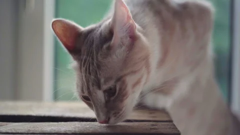 Cat and kitten playing in 4K - close up Video stock 90777700