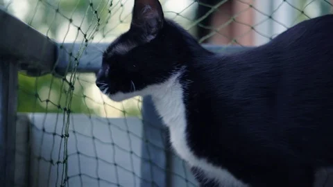 Cat and kitten playing in 4K - close up Video stock 90777703