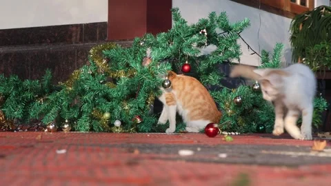 Cat and kitten playing in and around a fallen Christmas tree Stock Footage 299681984