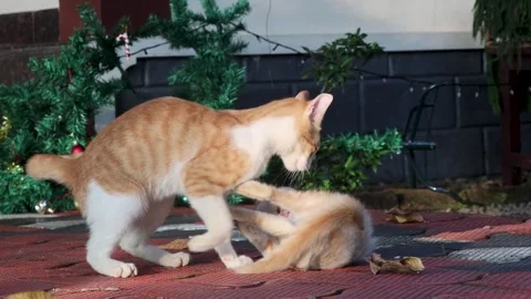 Cat and Kitten Playing Outside with Fallen Christmas Tree in Background Stock Footage 299682994