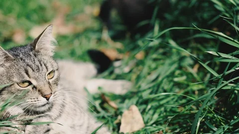 Cat and kittens. The cat and kittens are lying on the green lawn and play. Video stock 120301009
