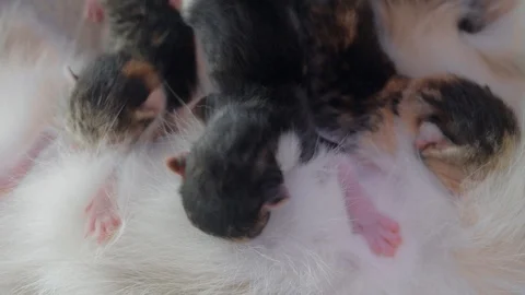 Cat and kittens. cat feeds newborn kittens. the cat gives birth parturition to Stock Footage 89310867