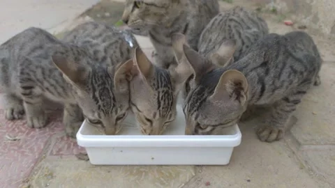 Cat and kittens drinking milk Stock Footage 157663917