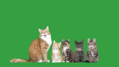 Cat and kittens on a green screen Stock Footage 100429971