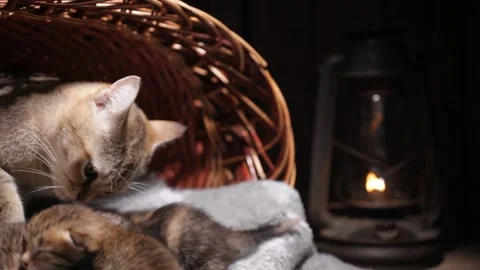 Cat and kittens. Kitty feeds little kittens. Stock Footage 229519738