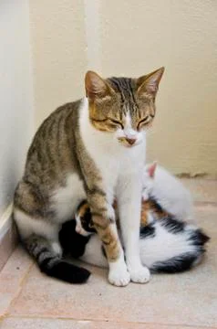 Cat and kittens Stock-Fotos