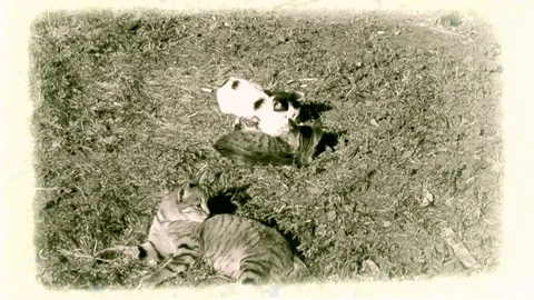 Cat And Kittens Playing On The Grass At Vintage Footage In Light Sepia Stock Footage 92206383