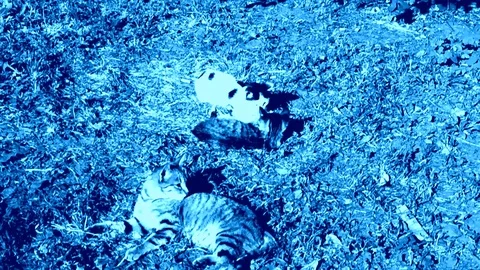 Cat And Kittens Playing On The Grass In Light Blue Tones Stock Footage 92206390