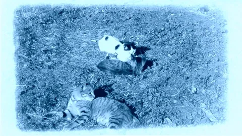 Cat And Kittens Playing On The Grass At Vintage Footage In Light Blue Stock Footage 92206397