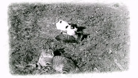 Cat And Kittens Playing On The Grass At Vintage Footage In Monochrome Stock Footage 92206402